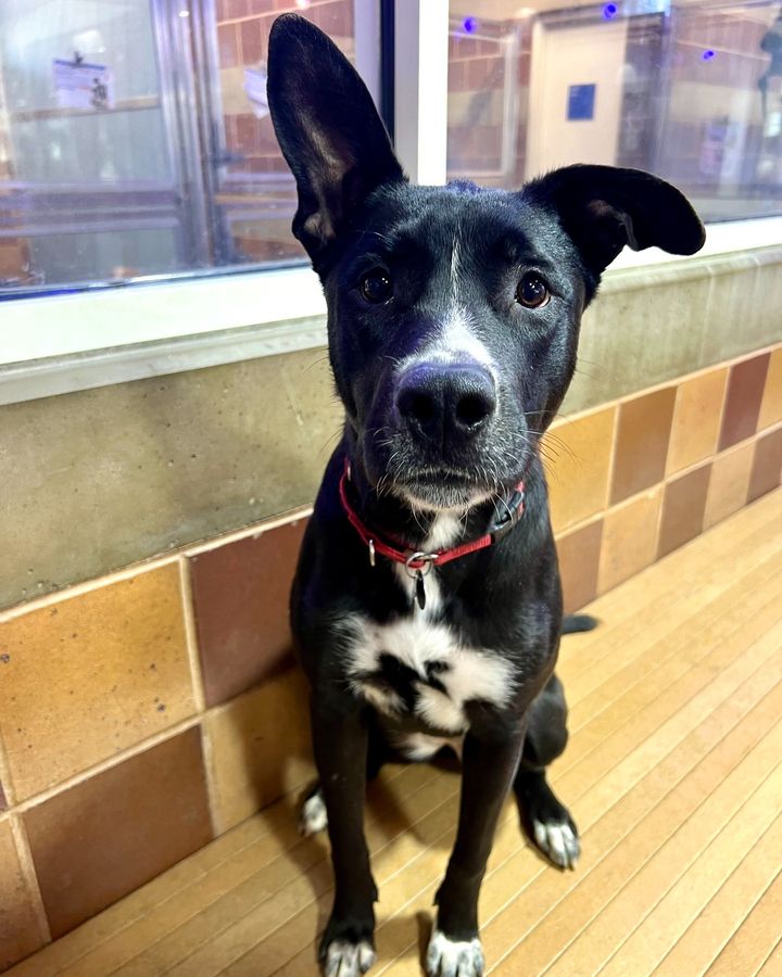 AnimalLeague's tweet photo. Check out Pop (#LA5458)! This adorable one-year-old Labrador mix was rescued in the summer of 2023. Shelter life stressed her out, but thanks to her time spent in a foster home, she's thriving! Visit her at our Port Washington, NY adoption center! #GetYourRescueOn https://t.co/6AvB41gVeY