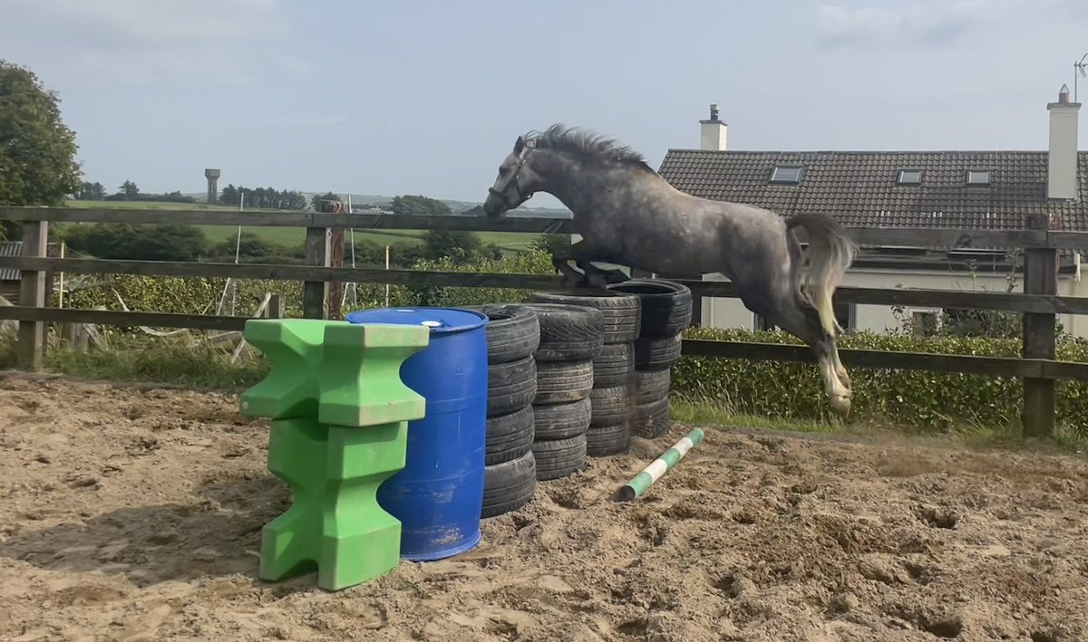 Gullane Stables tweet media