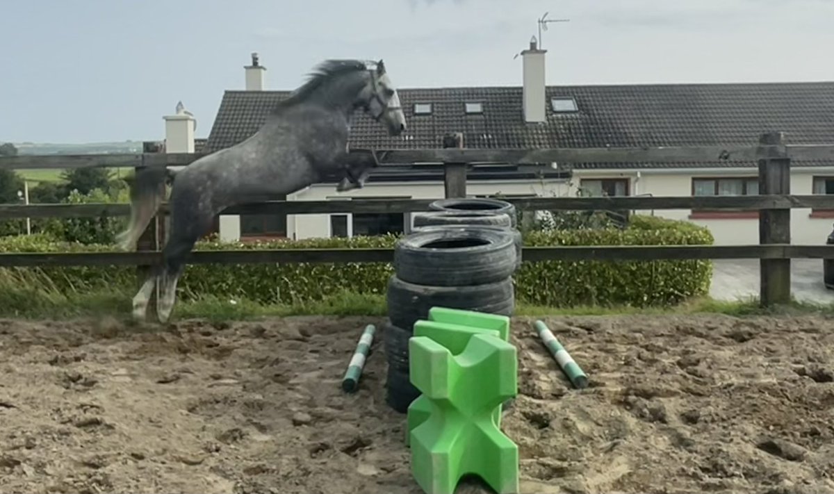 Gullane Stables tweet media