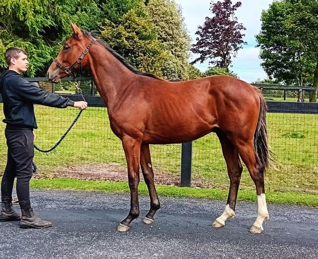 Eskdale_Stud's tweet photo. What a difference a year makes... "Ferdinand" by #WalkinthePark out of #Anythingforlove is getting stronger and bigger. And he has inherited his mums kind nature, despite being en entire #Thefutureisbright @rpbloodstock @bloodstocknews @BallincurrigHse https://t.co/8PGBjJUcmB