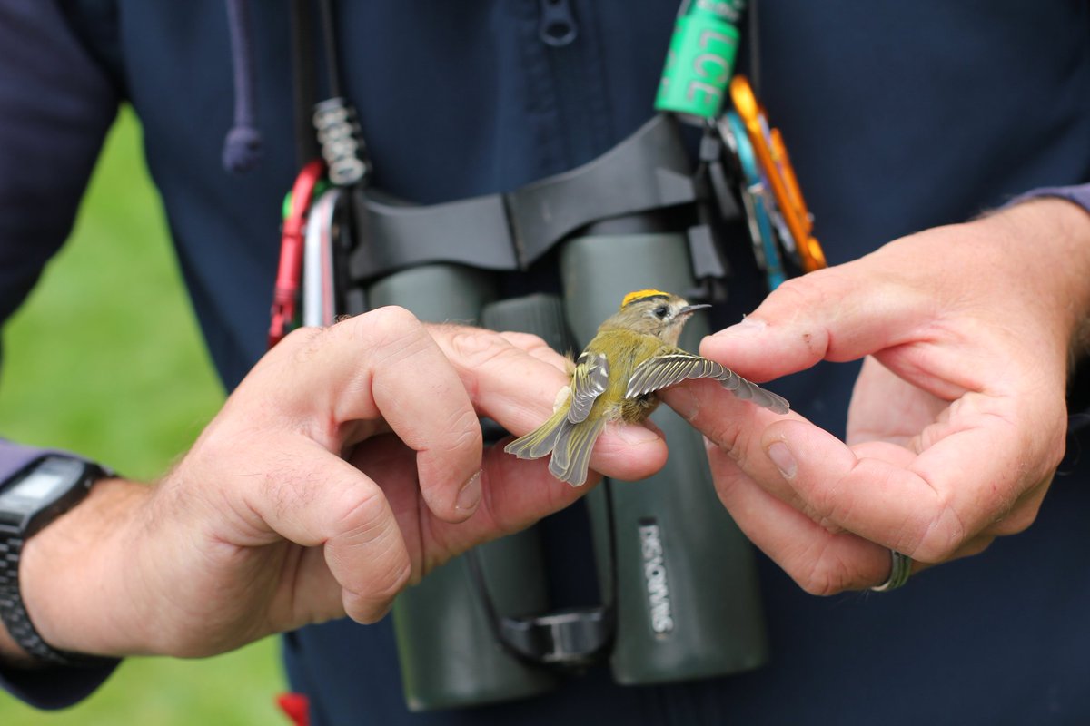 waynegreenesalm's tweet photo. Huge thank you to @SamBayley2 @NPWSIreland  for today's bird ringing demonstration for @HeritageWeek in Ballincollig this morning. Massively informative and a joy to see birds up close. The kingfisher resting on it's back blew my kids away #birding #HeritageWeek2024 https://t.co/abMM36Rcbo