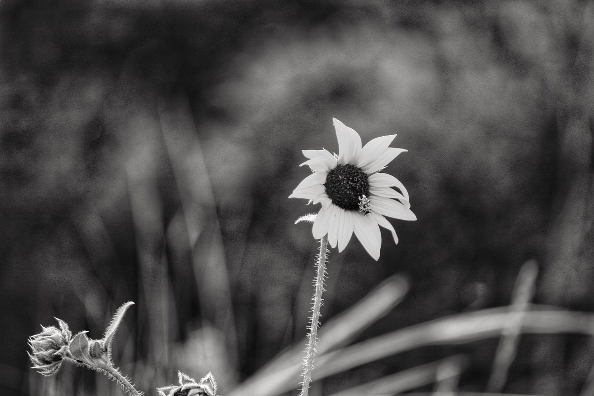 TheRevBski's tweet photo. The results of a photo hike on a sunflower quest today. https://t.co/eIgavF3OA6