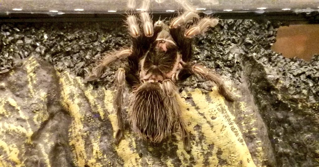 DailyTarantulas's tweet photo. My #Lasiodorides striatus is wrecking her enclosure and she likes it! 😅
Such a busy #Tarantula, making lots of cracking sounds while breaking the foam. https://t.co/irZTNKUY50