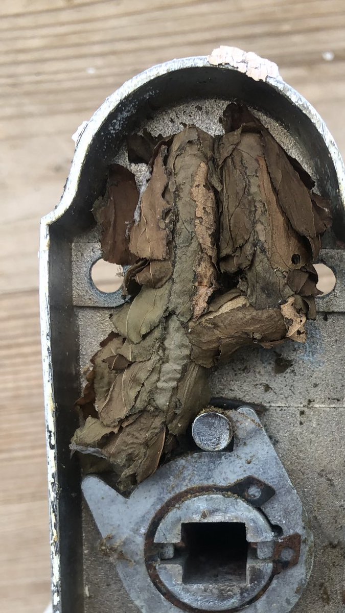 ProfRobinWalker's tweet photo. @lisajrwilliams @KentWildlife @Sandwichbirdobs @StevenFalk1 Any idea what this insect casing found inside a door handle is from? https://t.co/MP8GORrAZ7