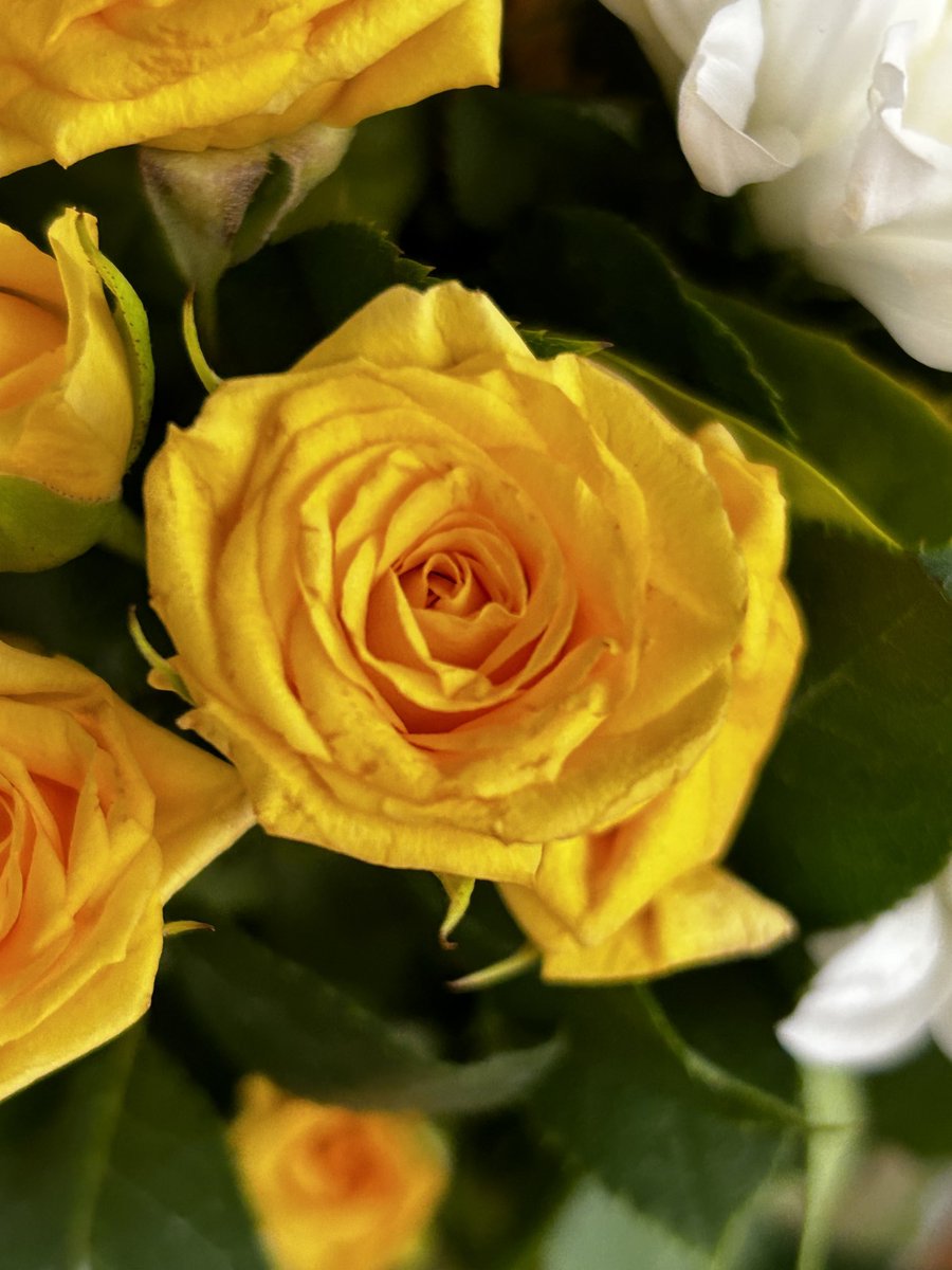 paulinewrites's tweet photo. #afloweraday #justcos https://t.co/ANwfQf8M8X