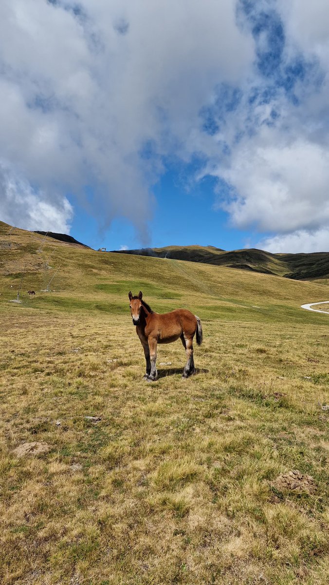guillem97puig's tweet photo. 5 dies intensos de turisme nacional descobrint l’Alt Berguedà i la Val d’Aran.
1. Casc antic de Bagà
2. Castell de Gósol
3. Estany des Cabidornats del circ de Colomèrs, Naut Aran
4. Poltre al Pla de Beret
#Catalunya #AltBergueda #ValAran #TurismeCatalunya #Vacances https://t.co/icpS5L1OLa