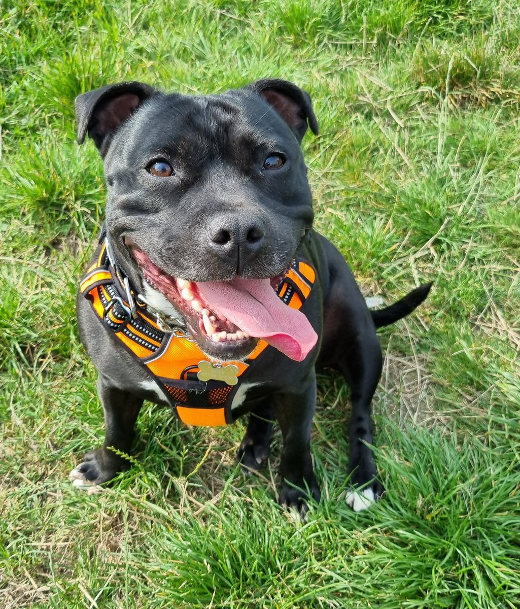 Nightowl400's tweet photo. I've had a pawsome 3rd birthday ๐ maybe the first one I've had in a proper home ๐ก I've been to a secure field, had lots of pressies, toys and treats and of course, cake ๐ what more could I ask for!?
#jettyspaghetti #Birthdaygirl #threetoday #happybirthday ๐ฅณ https://t.co/t9sapFHEqW