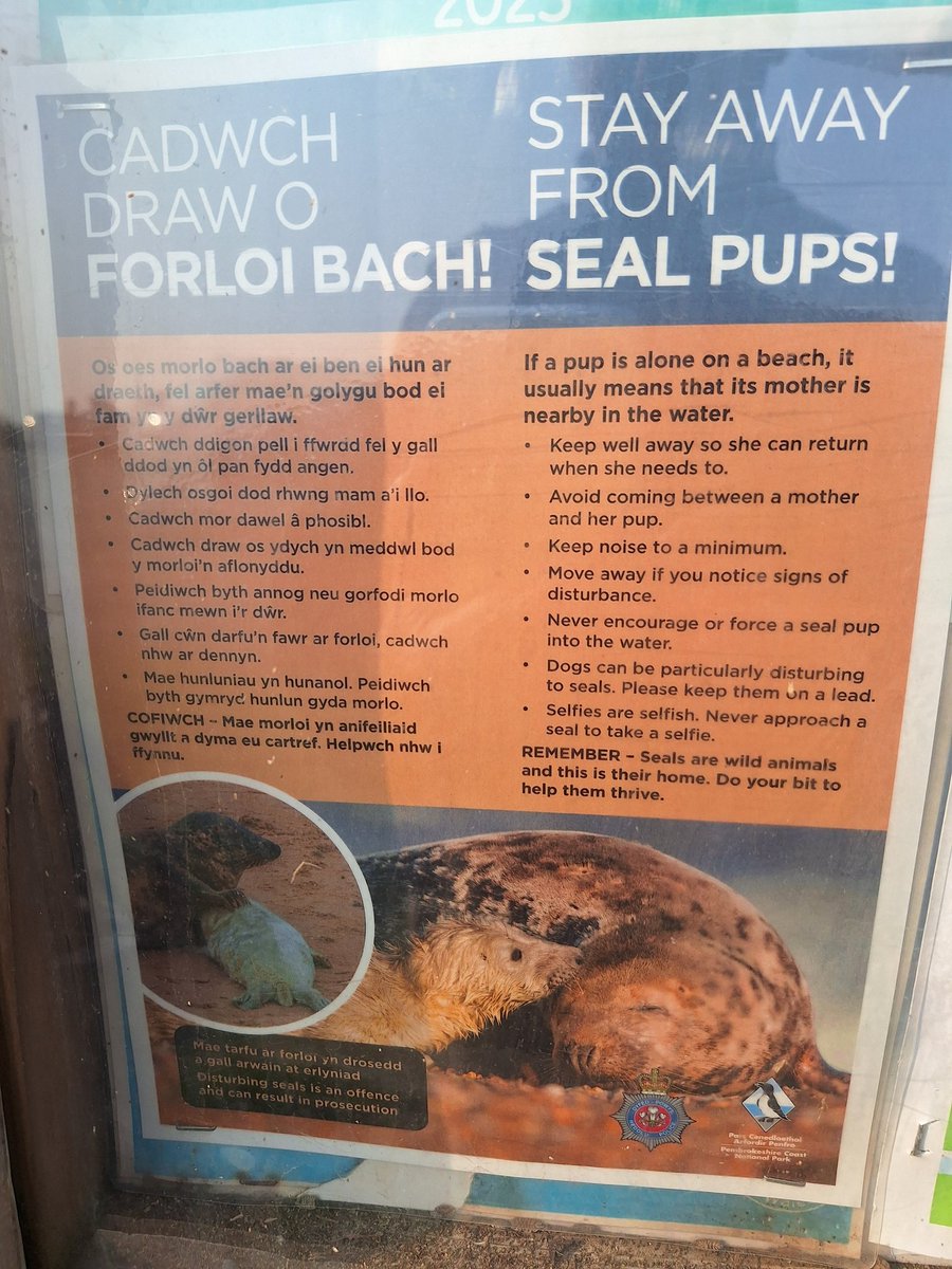 Tim Birch (@timbirchwild) on Twitter photo It's grey #seal pupping season again in <a href="/PembsCoast/">Pembrokeshire Coast National Park</a> NP. We need people please to keep #dogs on leads, not taking selfies of pups, keep away from coves where pups and adults hauled out - that includes coasteering and boats/kayaks. Getting close causes seals to stampede into water. It's grey #seal pupping season again in <a href="/PembsCoast/">Pembrokeshire Coast National Park</a> NP. We need people please to keep #dogs on leads, not taking selfies of pups, keep away from coves where pups and adults hauled out - that includes coasteering and boats/kayaks. Getting close causes seals to stampede into water.