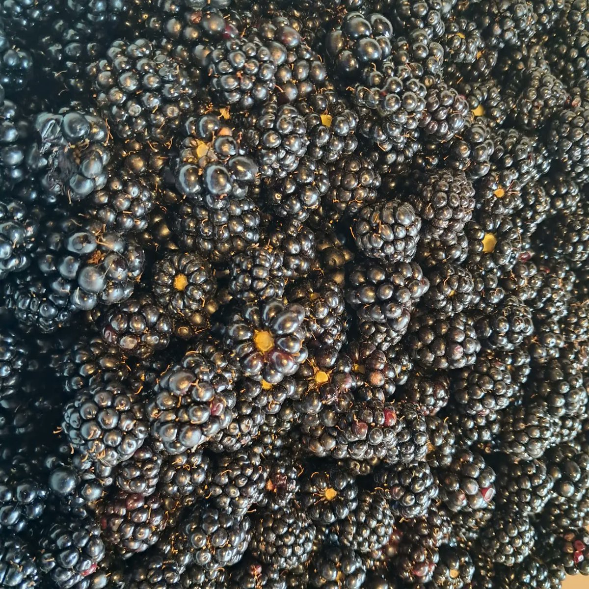 Cornercotcook's tweet image. And so it begins. The Preserving season starts with blackberry jam. All from the hedgerow. Heads down till November now! Spiced apple jelly tomorrow!