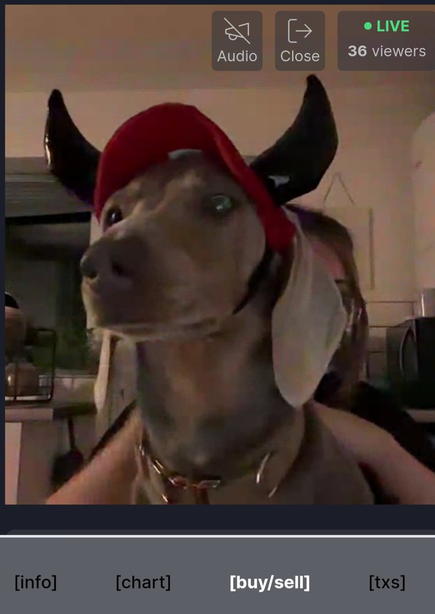 Oscar Dog tweet media