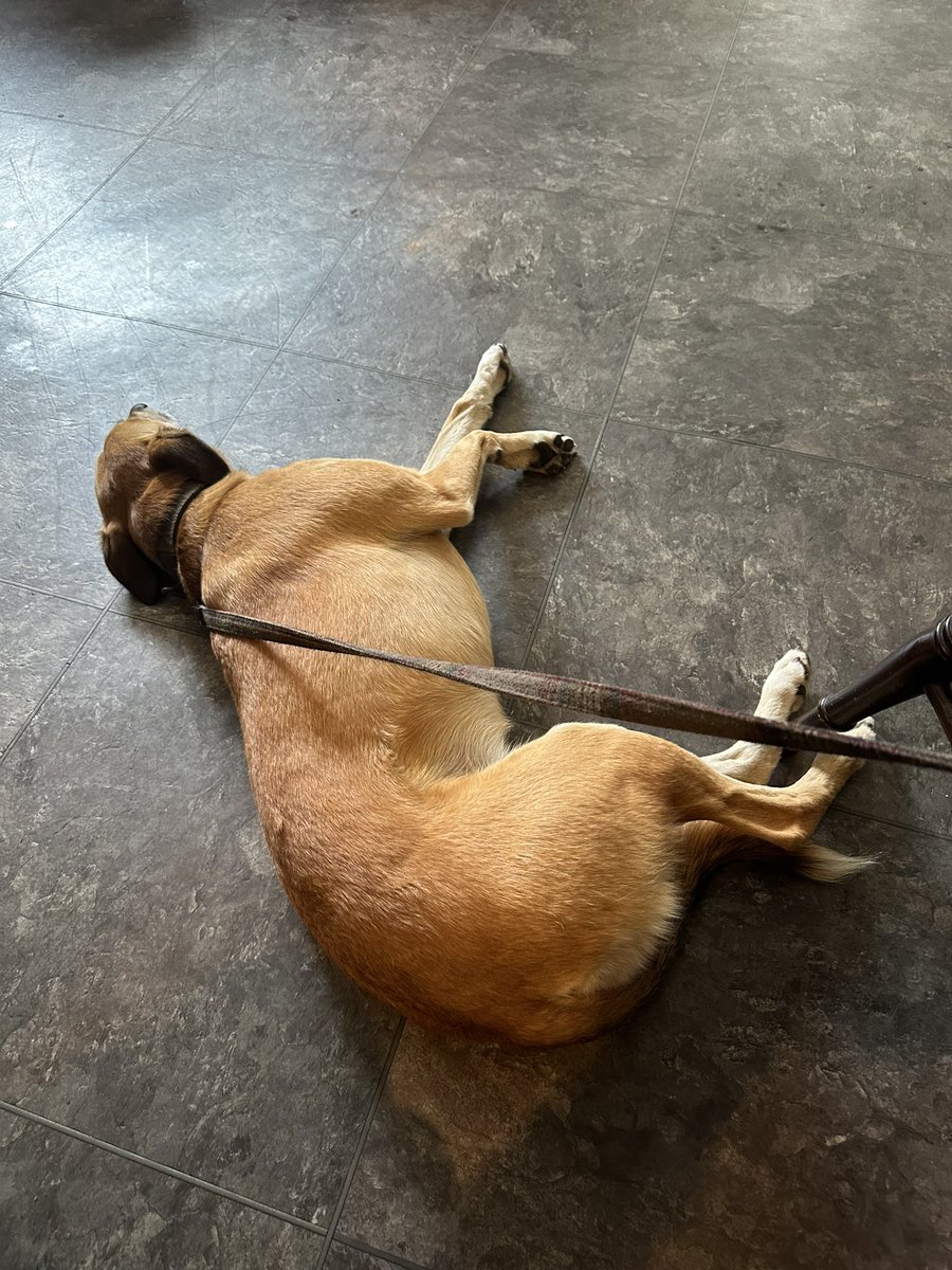 belmontrivera's tweet photo. @carl_thompson70 Some dogs do it better than others. https://t.co/qS9udx6kOd