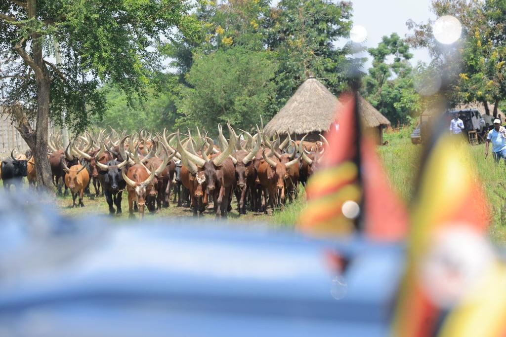 AnitahAmong's tweet photo. A few years ago, when I visited H.E. @KagutaMuseveni, he gifted me with 200 cows. I was happy to report to him that the flock has since grown to over 2000. It is important for leaders to set an example and show the community ways to participate in the money economy. https://t.co/rkdyWUy3ts