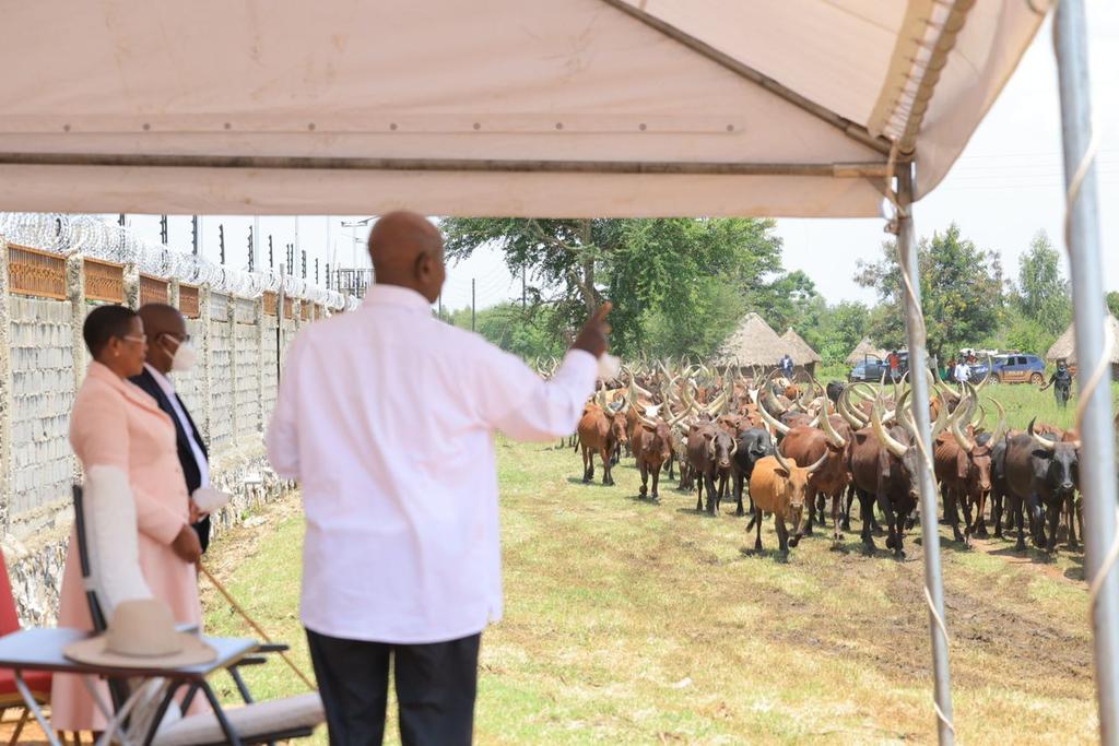 AnitahAmong's tweet photo. A few years ago, when I visited H.E. @KagutaMuseveni, he gifted me with 200 cows. I was happy to report to him that the flock has since grown to over 2000. It is important for leaders to set an example and show the community ways to participate in the money economy. https://t.co/rkdyWUy3ts