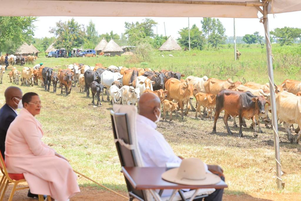 AnitahAmong's tweet photo. A few years ago, when I visited H.E. @KagutaMuseveni, he gifted me with 200 cows. I was happy to report to him that the flock has since grown to over 2000. It is important for leaders to set an example and show the community ways to participate in the money economy. https://t.co/rkdyWUy3ts