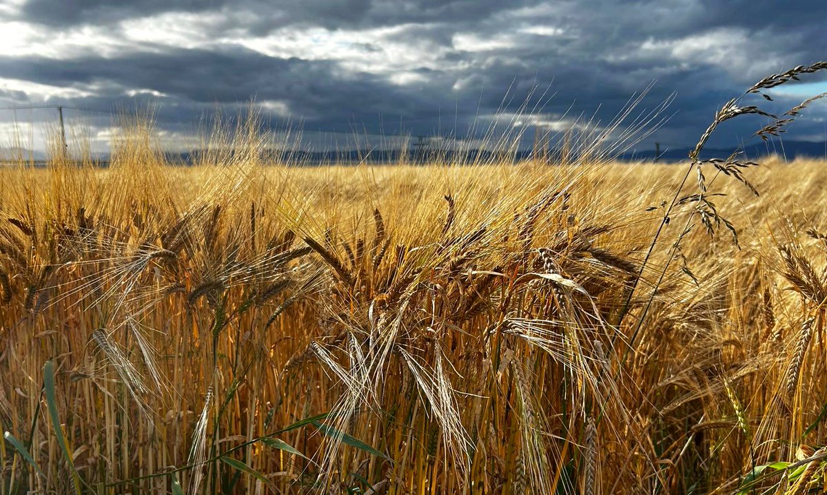 cloudymamma's tweet photo. Sunday ominous skies
Portmahomack
#BarleyFields @metoffice #StormHour #ThePhotoHour #Scotland https://t.co/8izaiigepc