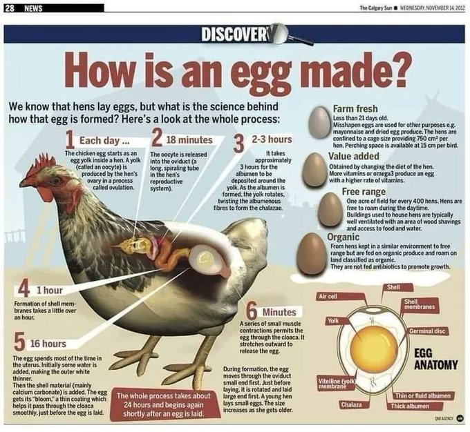 Rainmaker1973's tweet image. How an egg is made.

[✏️ The Calgary Sun]