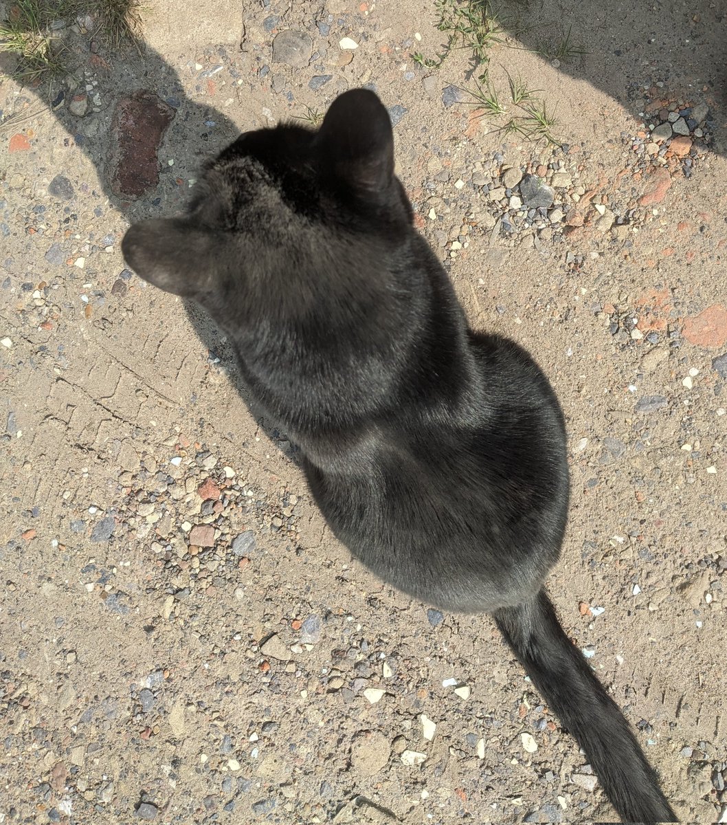 ViewsOfHamish's tweet photo. I'm trying out the two-tone grey/black look today ... dust from the lane?? No!! Exclusive treatment in the salon of course πββ¬ #dustbath #meandmyshadow https://t.co/MhA5HRPb4R