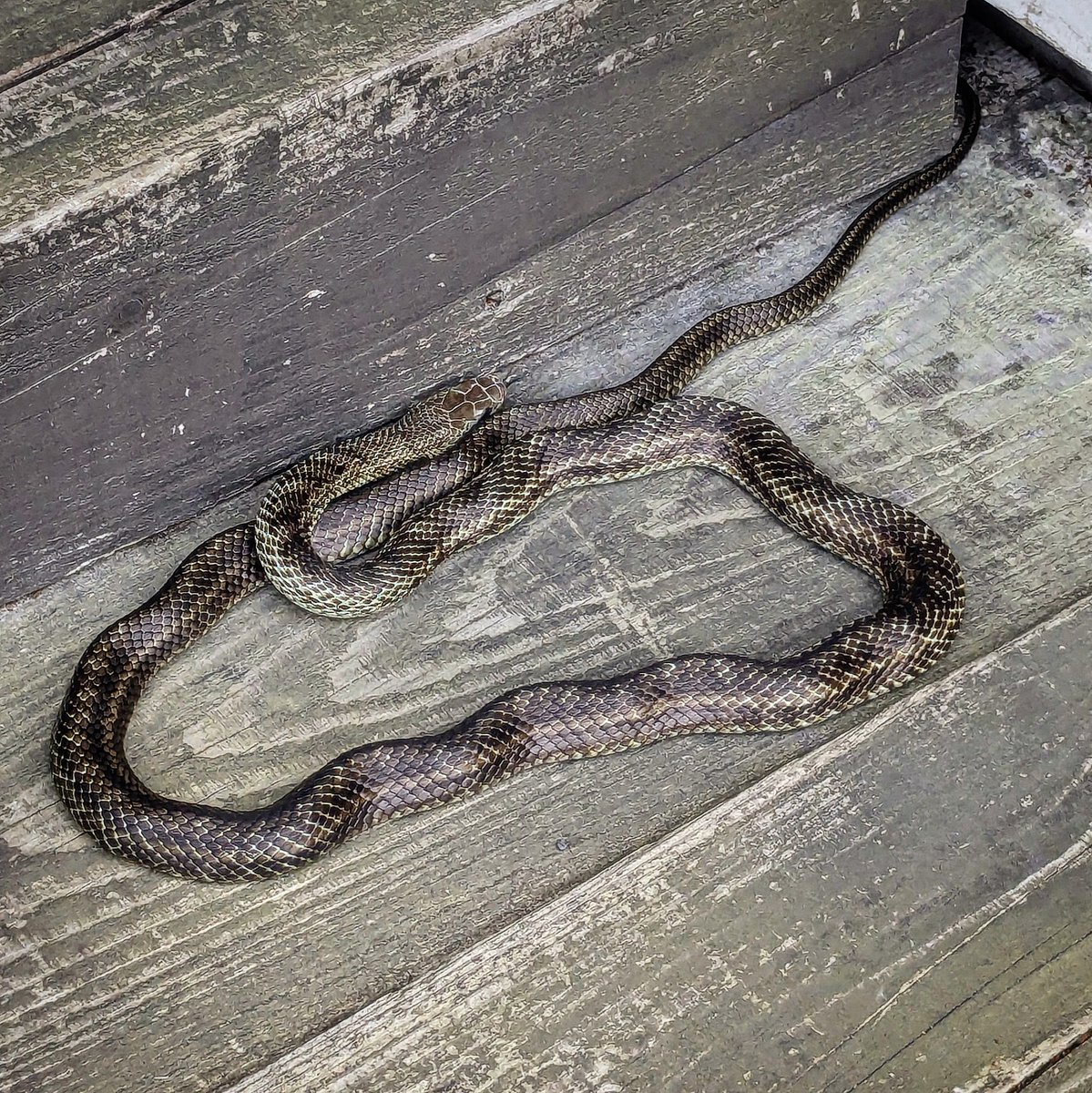 ひぇ〜
家の前にヘビ出現！

#企業公式が挨拶を言い合う
#企業公式が朝の天気を言い合う
#企業公式相互フォロー