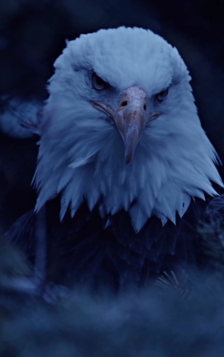 Lidere selam Dur ! #beşiktaş 🦅