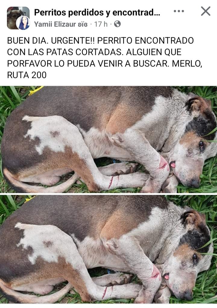 Perros de Merlo tweet media