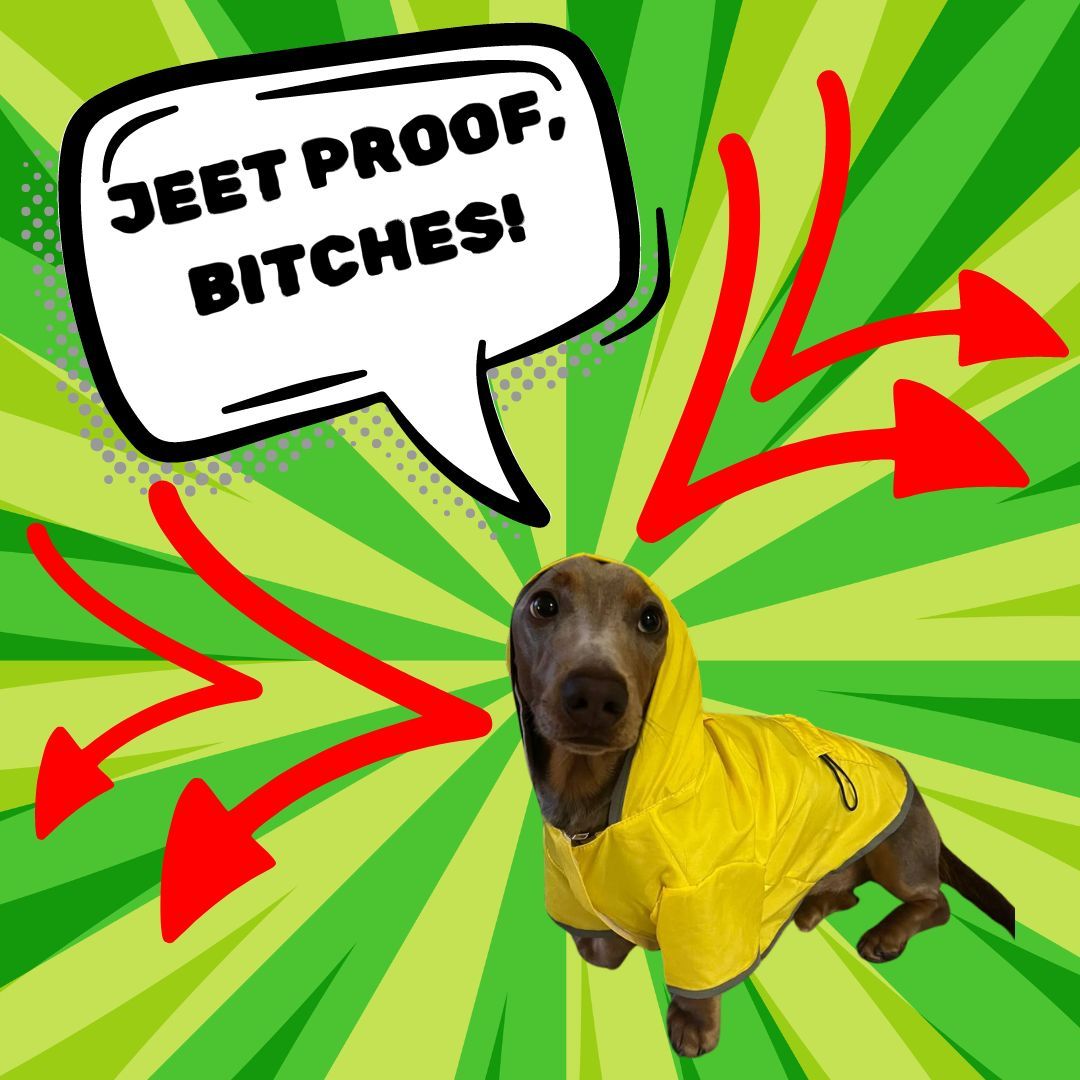 Oscar Dog tweet media