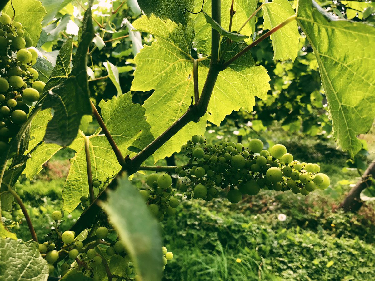 marijflors's tweet image. #winegrape #vineyards