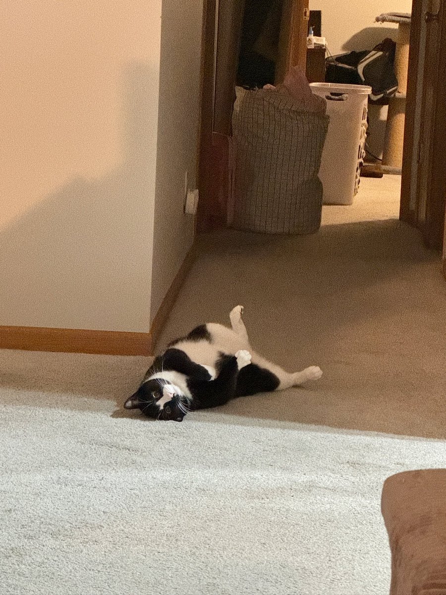 this is how my cat pouts when he wants it to be bedtime (aka cuddle time) but it’s only 7pm
