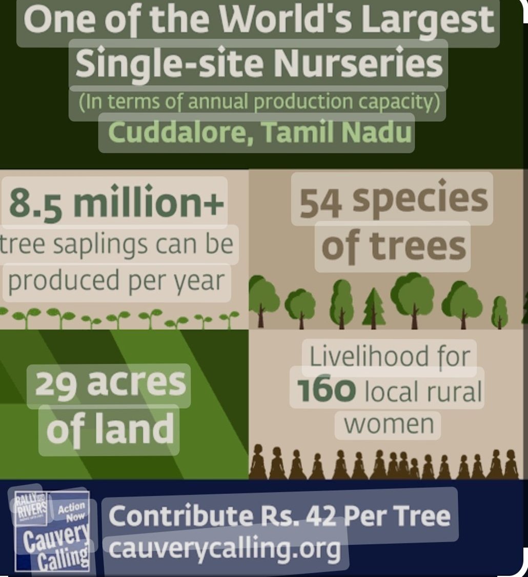 bdas2208's tweet photo. September 3 -@SadhguruJV'sBirthday and River RevitalisationDay!* 🥳🌊

🌳 Let's celebrate the Day by offering *67,000* trees for Sadhguru and the Cauvery River
🙇🌻

https://t.co/0WeHUR2TuY
🌴Cauvery Calling Initiative aims to plant 2.42 billion trees in the Cauvery basin. https://t.co/OgmJTySFkP