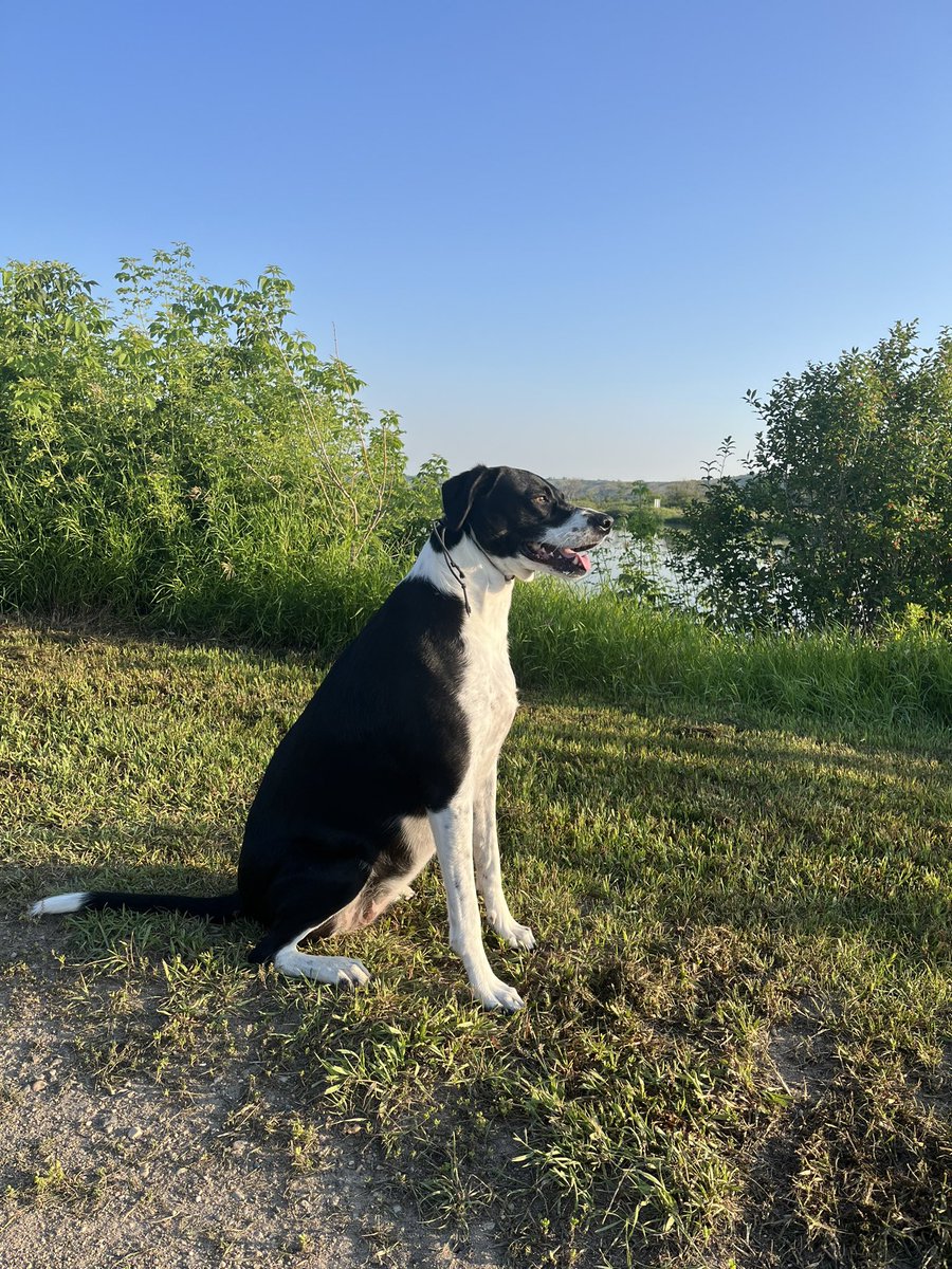 marcyjohnson3's tweet photo. @jessicahadwin We have to tell our girl Charlie “get to bed” and then she gets a treat! Spoiled puppy https://t.co/H2XfxqERux