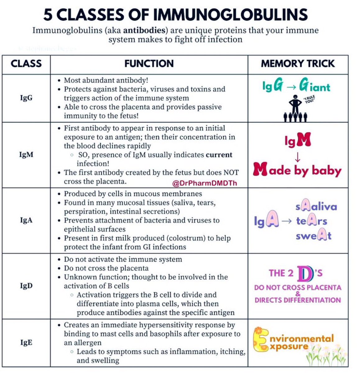 5 CLASSES OF IMMUNOGLOBULINS