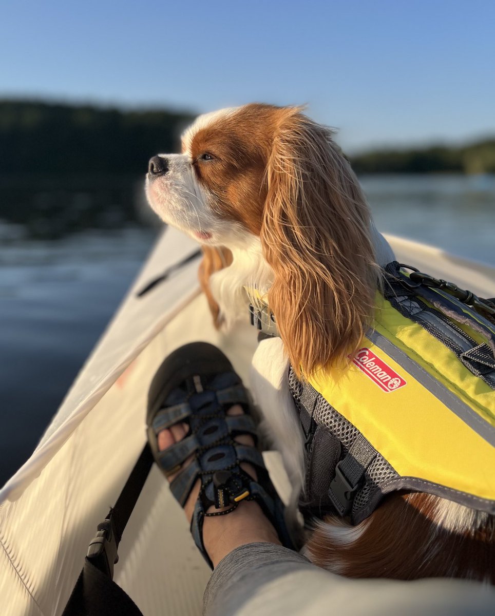 dmw2017's tweet photo. Finally got out for my first ride in the ⁦@orukayak⁩ What is better than a peaceful day on the bay? -❄️Glacier #cavpack #cavalierkingcharlesspaniel #kayak #adventuredogs #dogsports ⁦@GlacierNPS⁩ https://t.co/vDnybzPRym