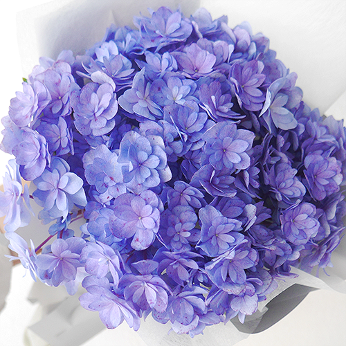 오랜만에 수국🩷🩵