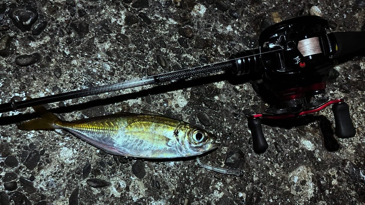 spiralmyheart's tweet photo. ベイトアジング、
スプーンアジング楽しおす。
#ClearBlue
#57BFAny
#Daiwa
#月下美人AIRTW
#クルセイダー
#XESTA
#B65S
#アルファスAIRTW
#プログレ
#アジミルク
#シマノ
#スリムスイマー
#ベイトアジング
#ソルトベイトフィネス
#スプーンアジング https://t.co/nzitF79MUS