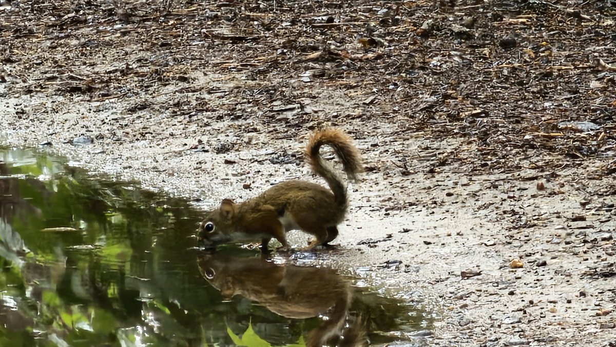 jokers_jack's tweet photo. @BrucePNP Hey I saw that guy drinkin water after a downpour https://t.co/3vb8DB6Wmx
