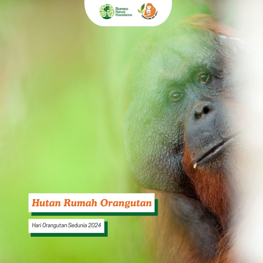 Hutan Rumah Orangutan 🌳💚

Selamat Hari Orangutan Sedunia, Sobat Natura! 🦧
Populasi orangutan tidak lepas dari lestarinya hutan sebagai rumah bagi setiap individunya. Jaga hutan, jaga orangutan untuk jaga kehidupan.

#hariorangutansedunia #jagaorangutanjagakehidupan #OUDay2024