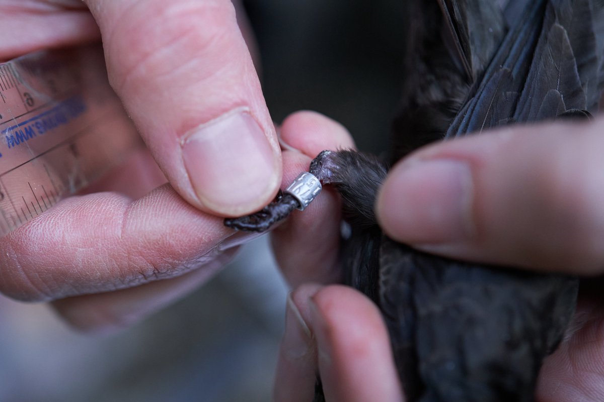 This one's special to me. I followed scientists studying a bird that nests in Colorado and then migrates to the Amazon rainforest. Black swifts do this annual trip flying for 6-8 months nonstop, visiting my home country and coming back to my current home.

coloradoan.com/story/news/202…