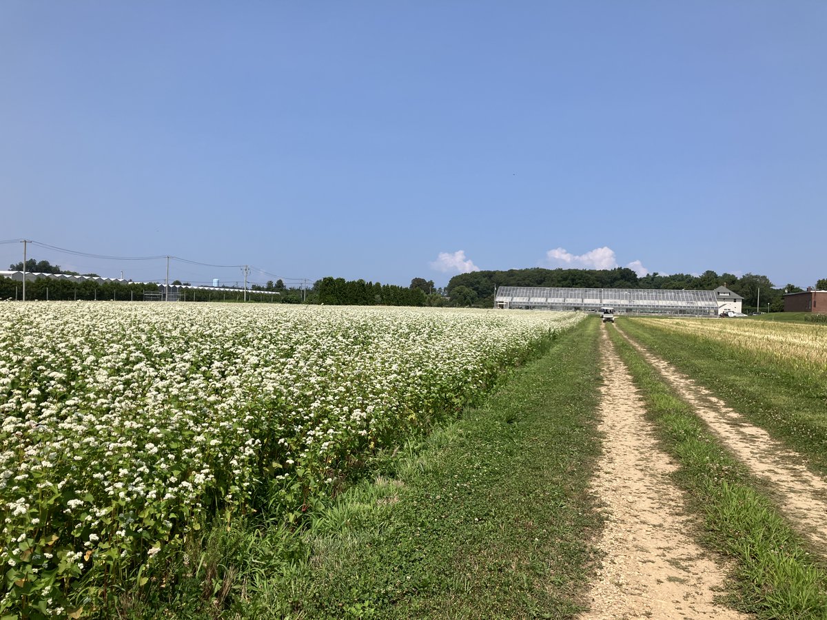 drdogtree's tweet image. Sometimes cover crops can be flower crops!  This one is my favorite. Makes me think of pancakes, too.