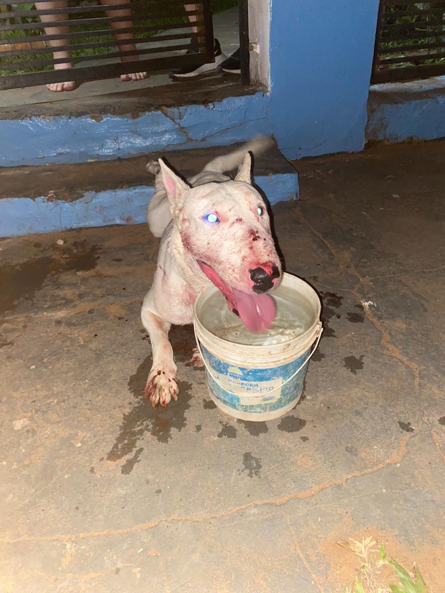 Compartan URGENTE buscamos al dueño o alguién que lo pueda resguardar. Ciudad de San Antonio. 
Nanawa e/Mcal. Estigarribia. Barrio naranjaty, contacto 0981677105.

Muchos perros en la calle por la zona y el bull asustado está peleando contra todos 😔.

<a href="/perdidospy/">Mascotas Perdidas Py 🇵🇾</a>