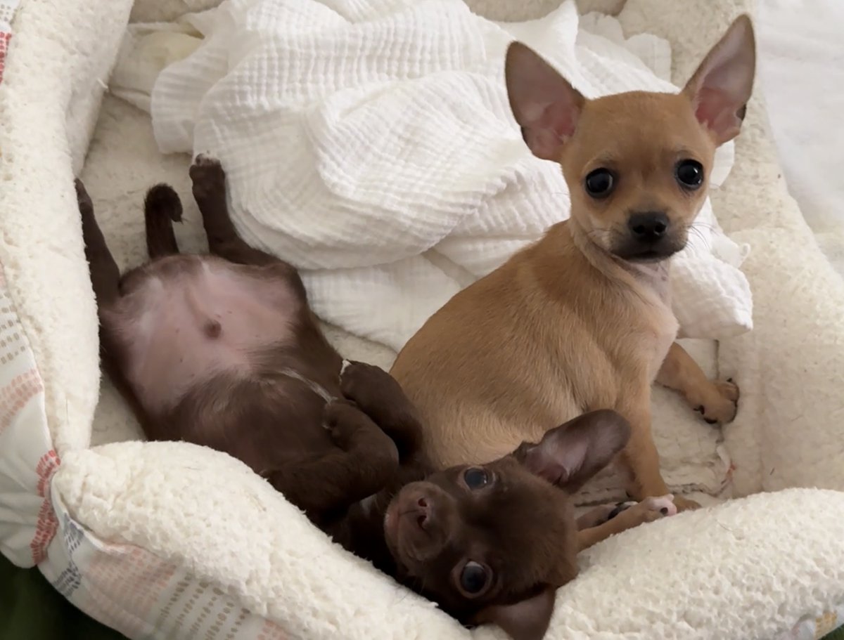 trioaf's tweet photo. Cuteness Overload! https://t.co/tgXxO67PH7