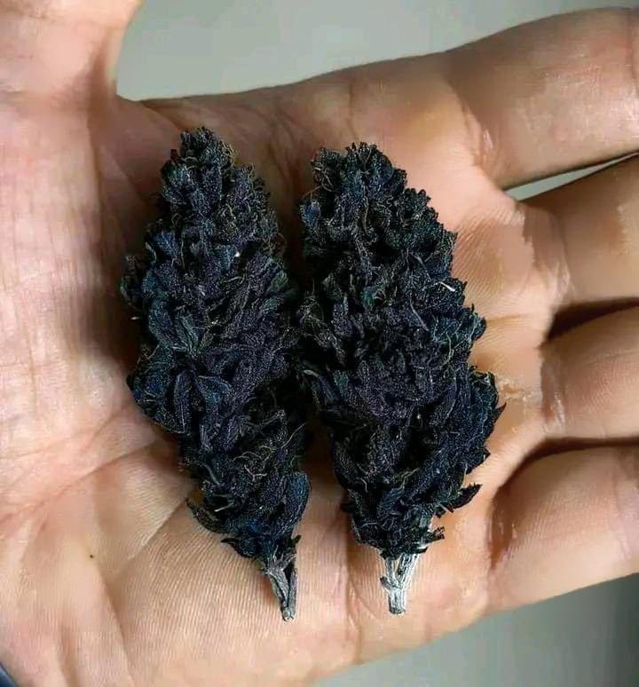 STONERS R US 🍃 tweet media