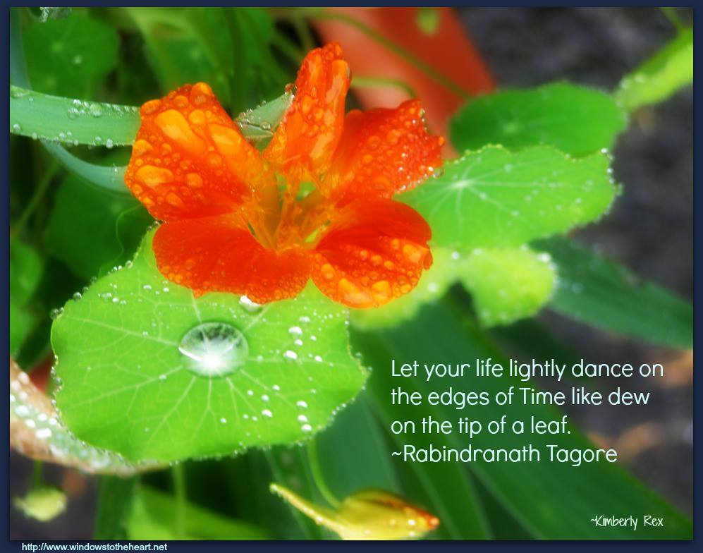 "Let your life lightly dance on the edges of Time like dew on the tip of a leaf."~Rabindranath Tagore #qoute  #flower #flowerphotography #nature #inspiration #life ❤️❤️❤️