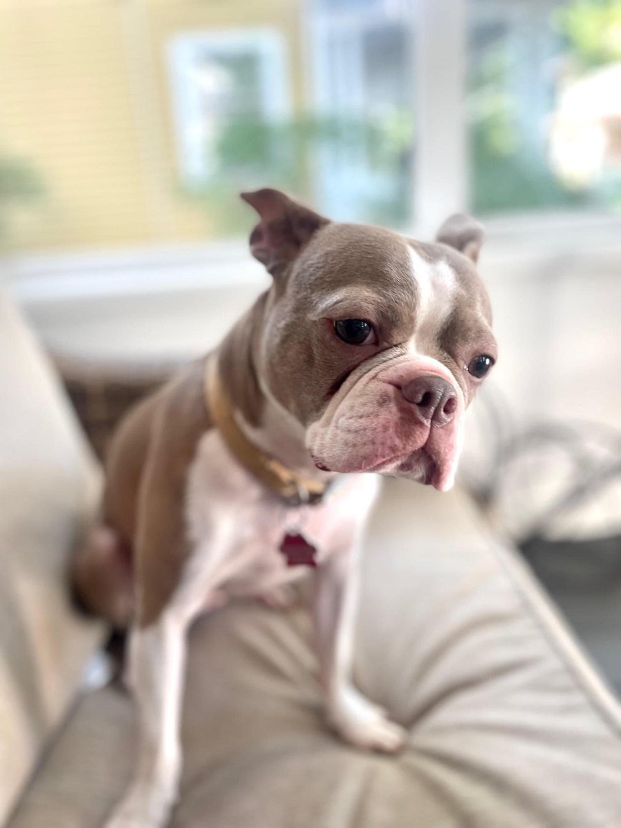 NEBTR's tweet photo. Welcome Bailey!  💛

Bailey is super friendly and happy to join her foster family. She is adorable, well trained, smart and playful, and good with older kids.

No applications will be accepted for Bailey until we get to know more about her. https://t.co/ACoi241c2v