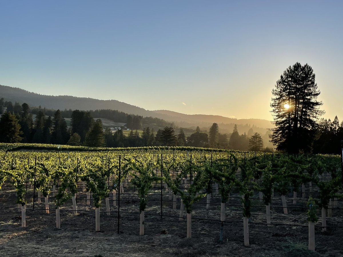 Golden Hour!  Tomorrow our first big day of harvest in the Anderson valley picking Pinot noir grapes on the East side #andersonvalley #roedererestate