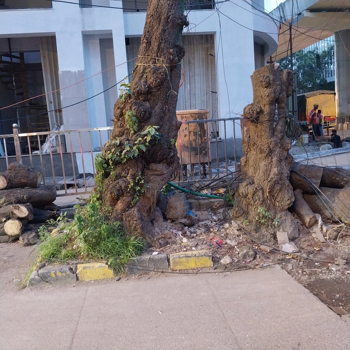 BIRDMAN_AMIT's tweet photo. https://t.co/ao1XK9H1xX destroying 400 year old  #Boabab trees is only the start, More trees being hacked along SV Road by #buildersmafia and #realestatemafia @mybmc @MMRDAOfficial @MMRDAOfficial @CMOMaharashtra @area_civicissue @zoru75 https://t.co/2UQU5sxdAd
