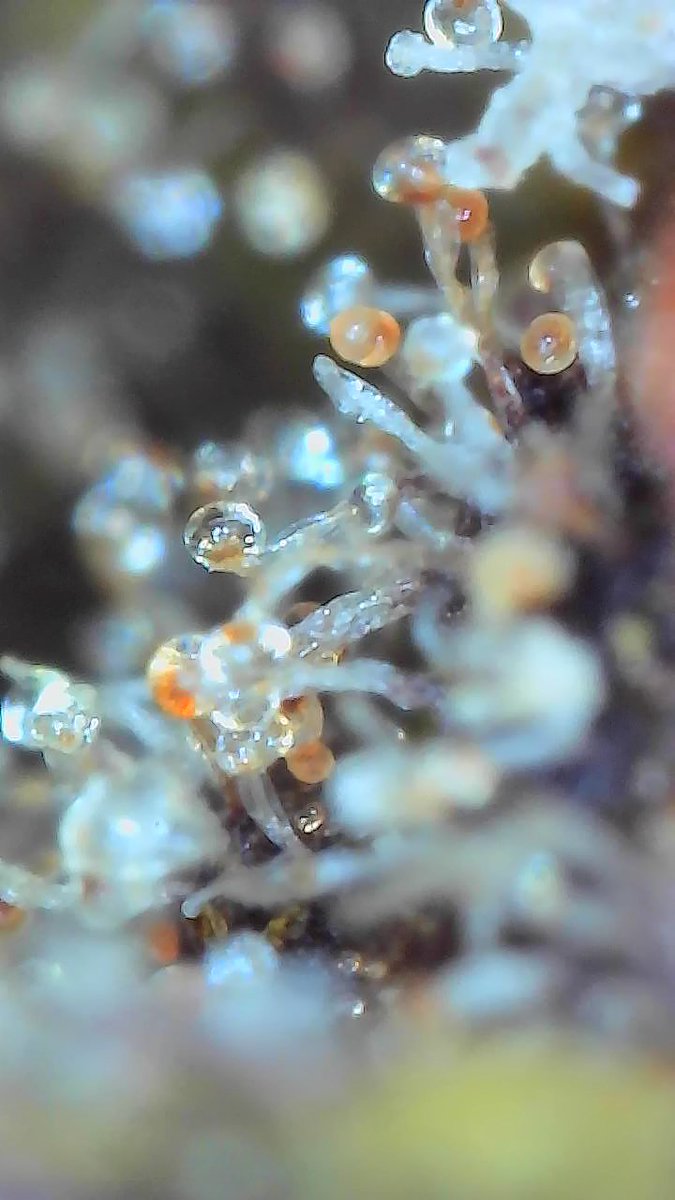 Rickintheshed's tweet photo. Got a new toy, up to 1000x Zoom, checking out some Trichomes on Lemon Orange genetics by @greenhouseseeds grown by @Rickintheshed 

#trichomes #magnifying #cannabisindustry #cannabisculture #cannabis #lemonorange #thc https://t.co/G3sOfD5fv1