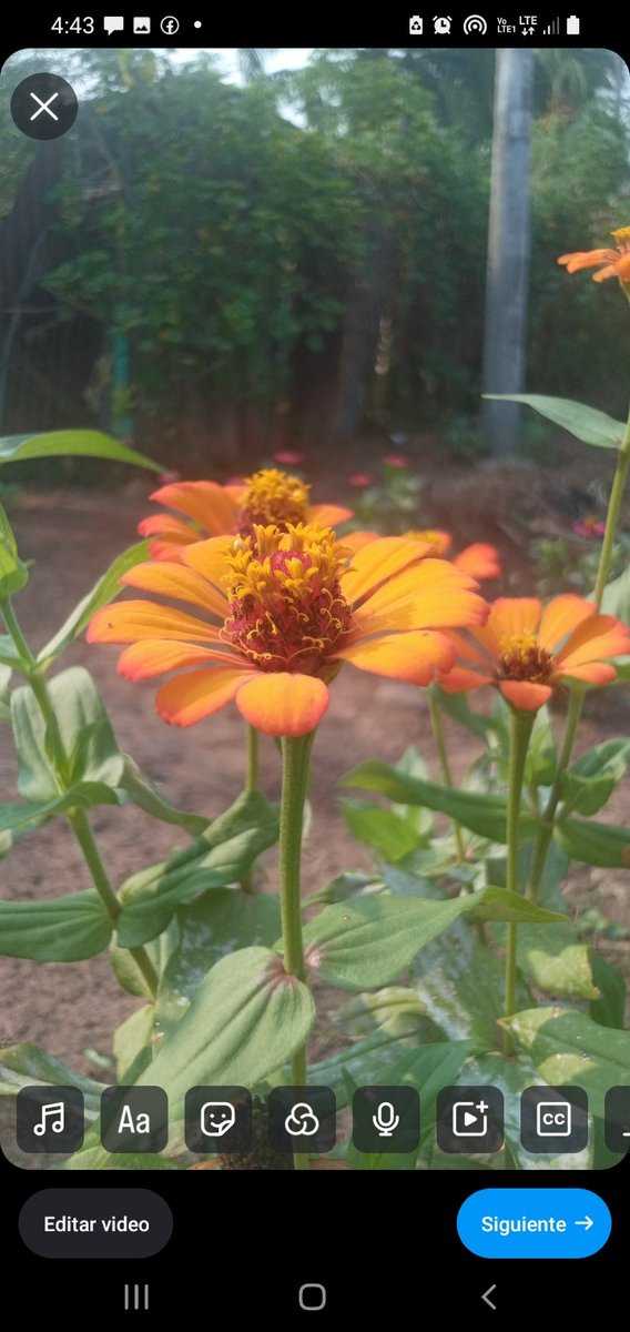 Hermoso 💚  jardín de flores en utcurarca