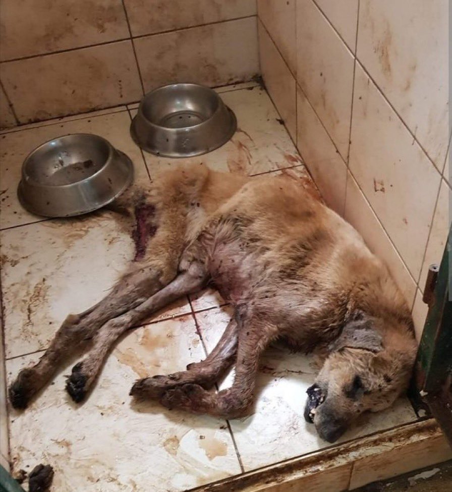 #CanKaybıVar #BarınakÖlümDemek 
İnsanoğlunun bir canlıya bunu yapmaya hakkı var mı?