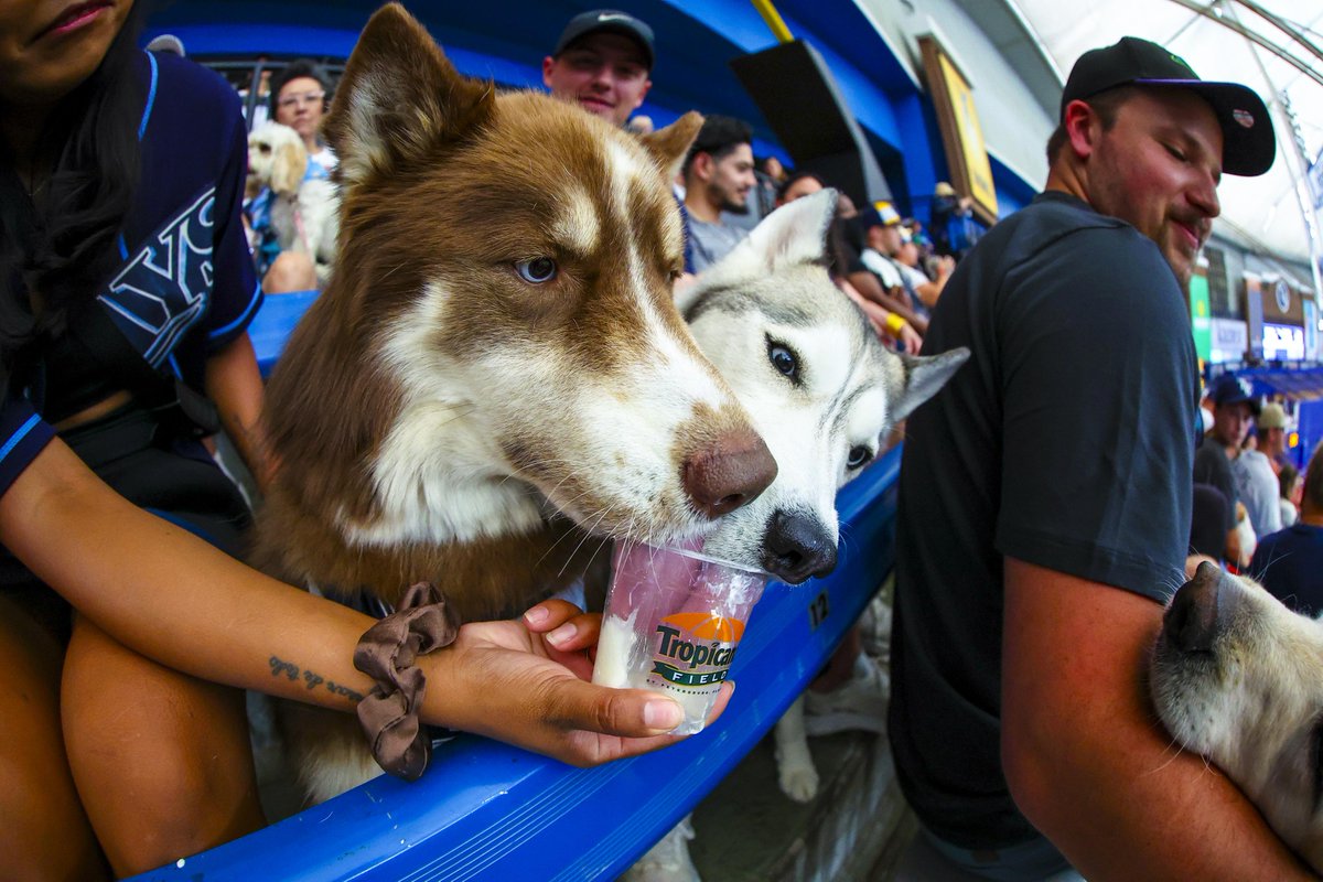 Tampa Bay Rays (@raysbaseball) on Twitter photo BONUS: DUB DOGS BONUS: DUB DOGS