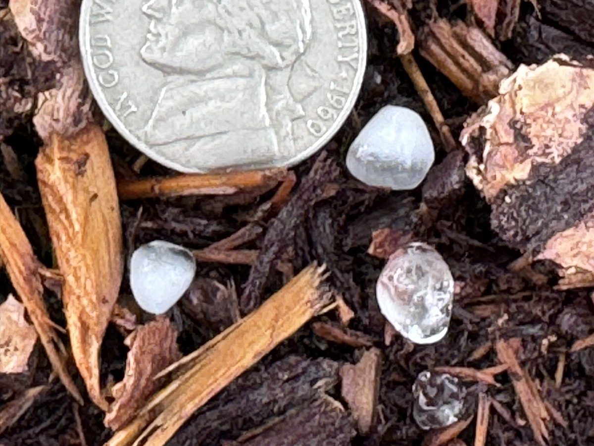 Rob Carver (@wundersooner) on Twitter photo Smaller than dime-size hail at Chehalis. Looks like candy corn with clear ice around a soft graupel core #wawx <a href="/NWSSeattle/">NWS Seattle</a> Smaller than dime-size hail at Chehalis. Looks like candy corn with clear ice around a soft graupel core #wawx <a href="/NWSSeattle/">NWS Seattle</a>