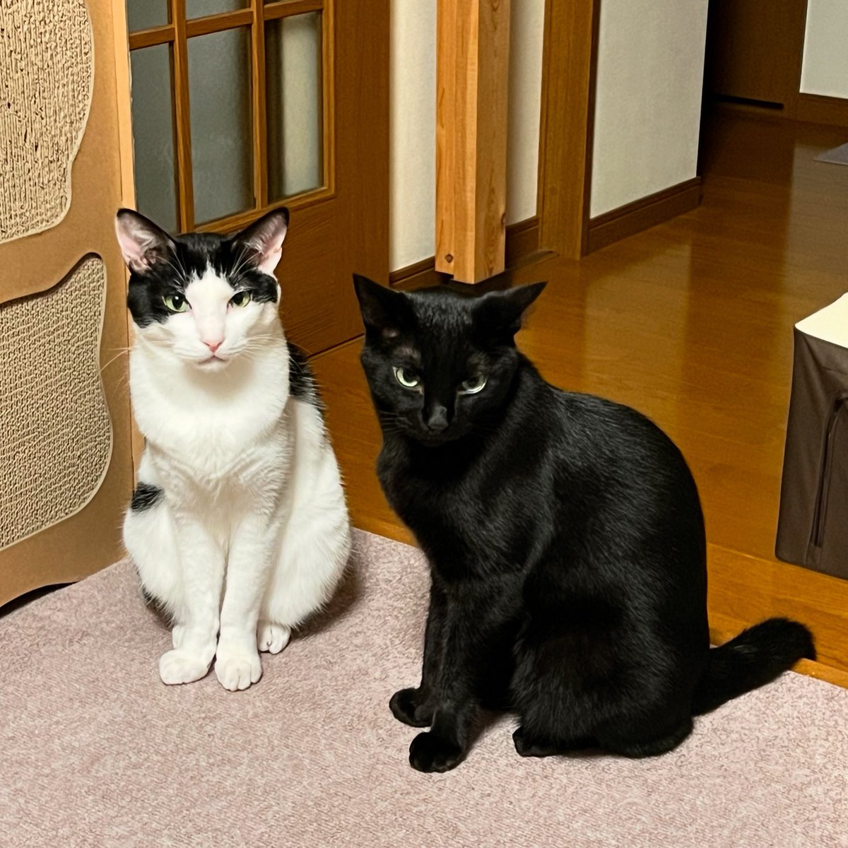 nknk_w's tweet photo. お盆休み終わりー🍀
今日からまた仕事するぞー🐾
⁡
#猫 #黒猫 #白黒猫  #よつばとくろ
#猫好きさんと繋がりたい
#猫のいる生活 https://t.co/LsBXTkcDnS